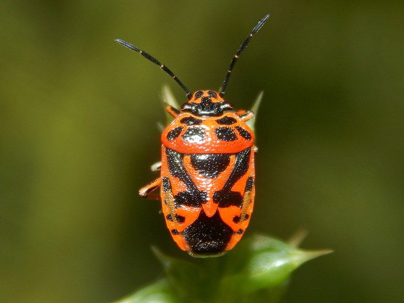 Pentatomidae: Eurydema ornata dell''Elba